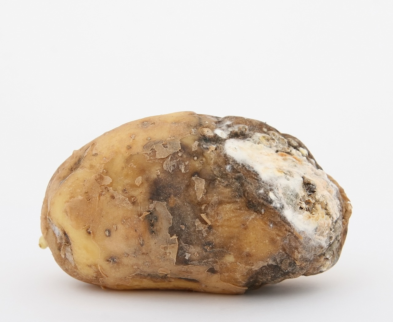 Pilaantunut peruna