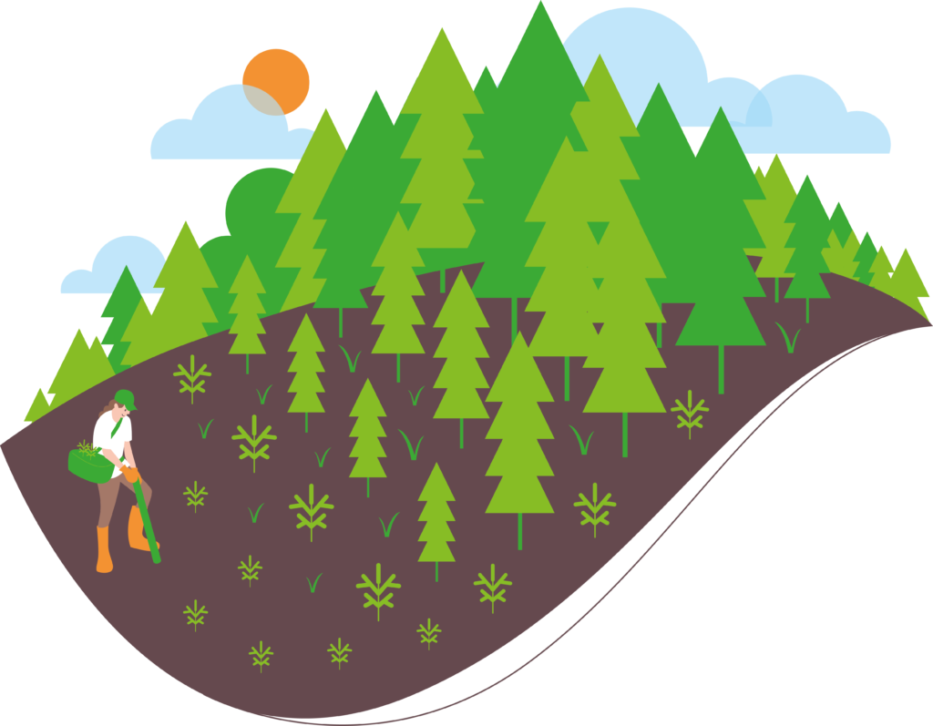 Piirroskuva. Nuori istuttaa puuntaimia, joista kuvassa kasvaa taimikko, nuori metsä ja varttunut kasvatusmetsä.