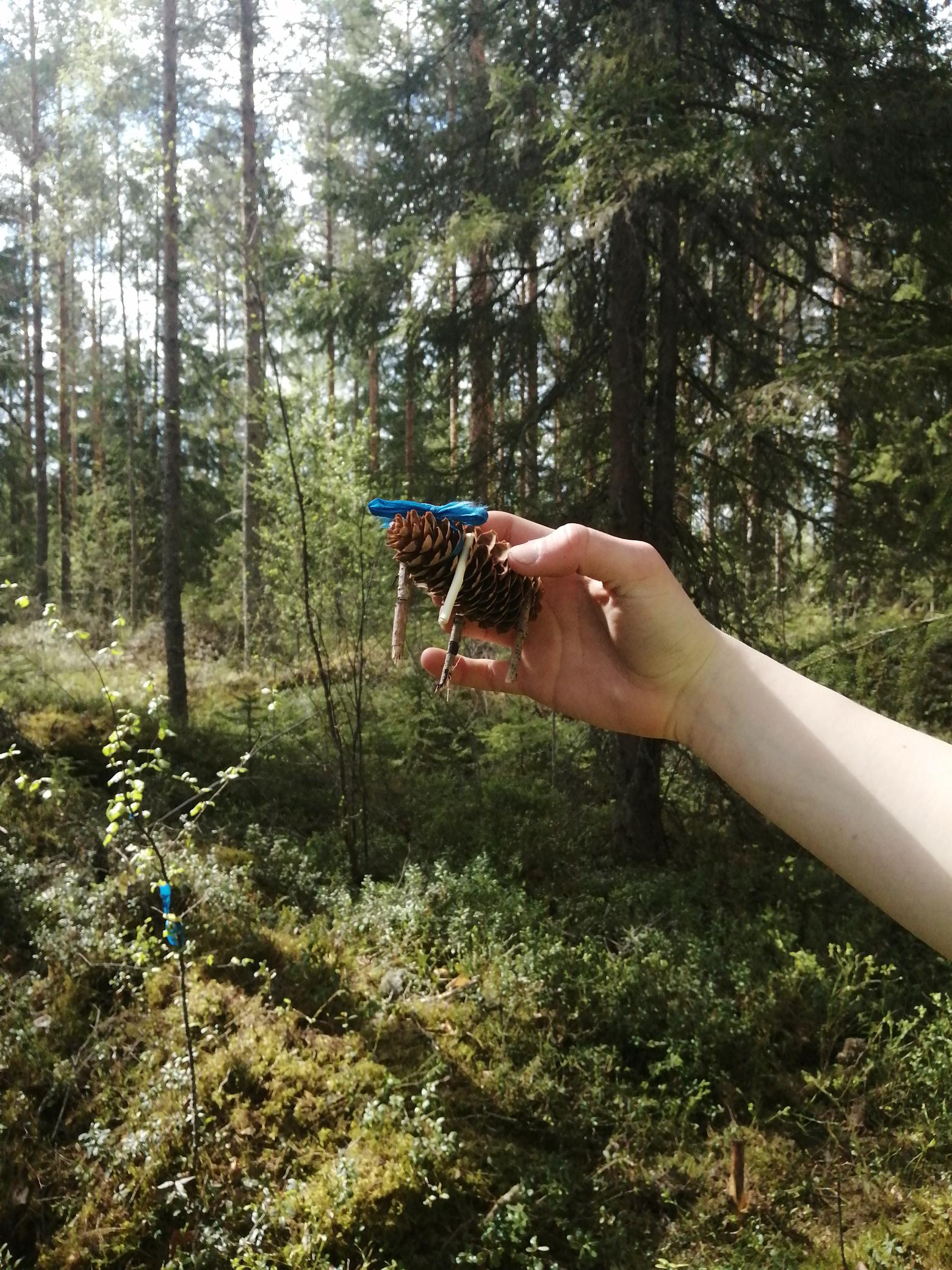 Kädessä kuusen kävystä tehty lehmä, taustalla metsä.